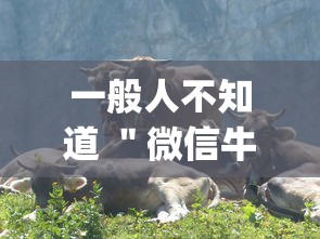一般人不知道 ＂微信牛牛群有透视挂吗	”作弊挂(辅助外挂+